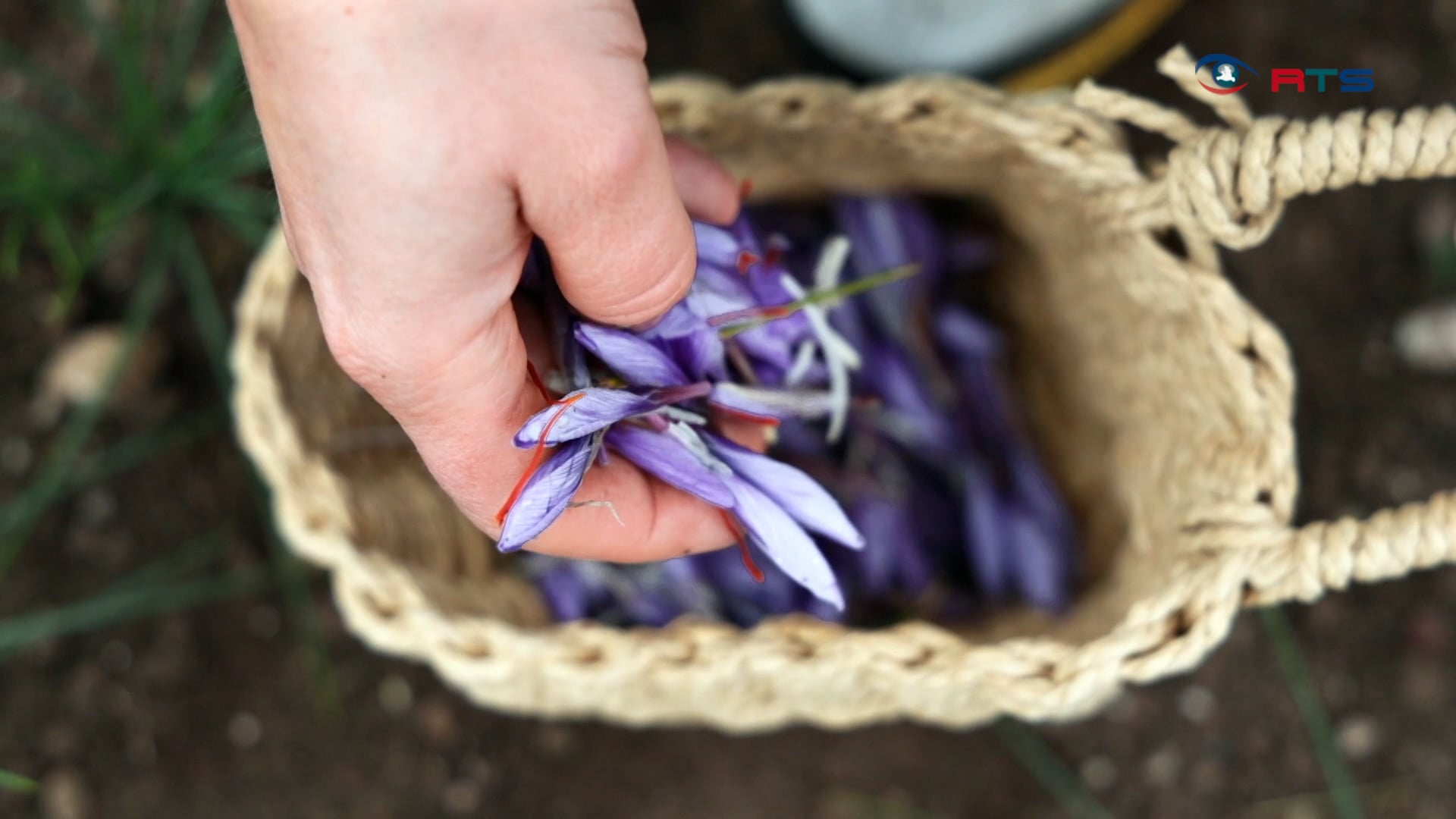 safran-aus-leogang-rotes-gold-vom-ottinghof