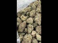 White Cherry Gelato