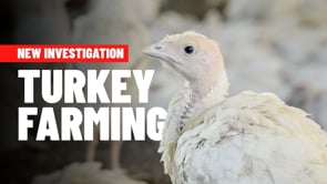 Animal cruelty exposed: Turkeys burned and gasping for air on Brazil farm