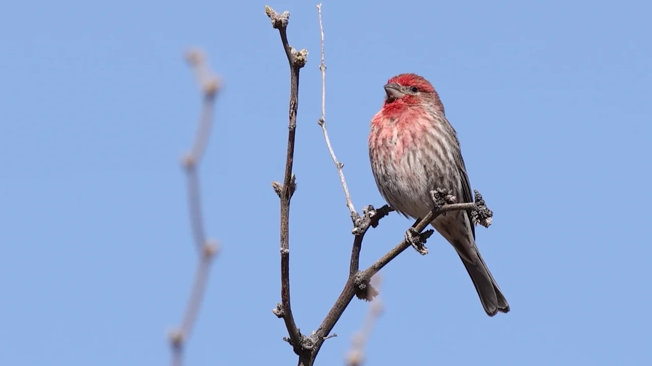 645578095, image size:1280x720