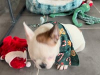 My personality & characteristics