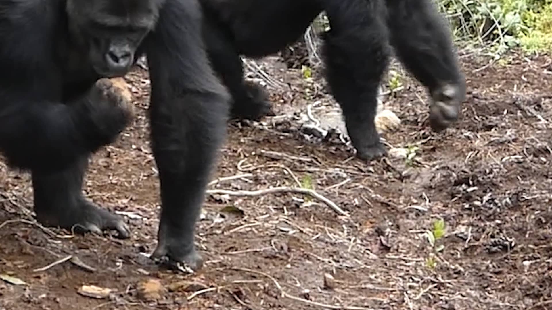 Gorilla Release