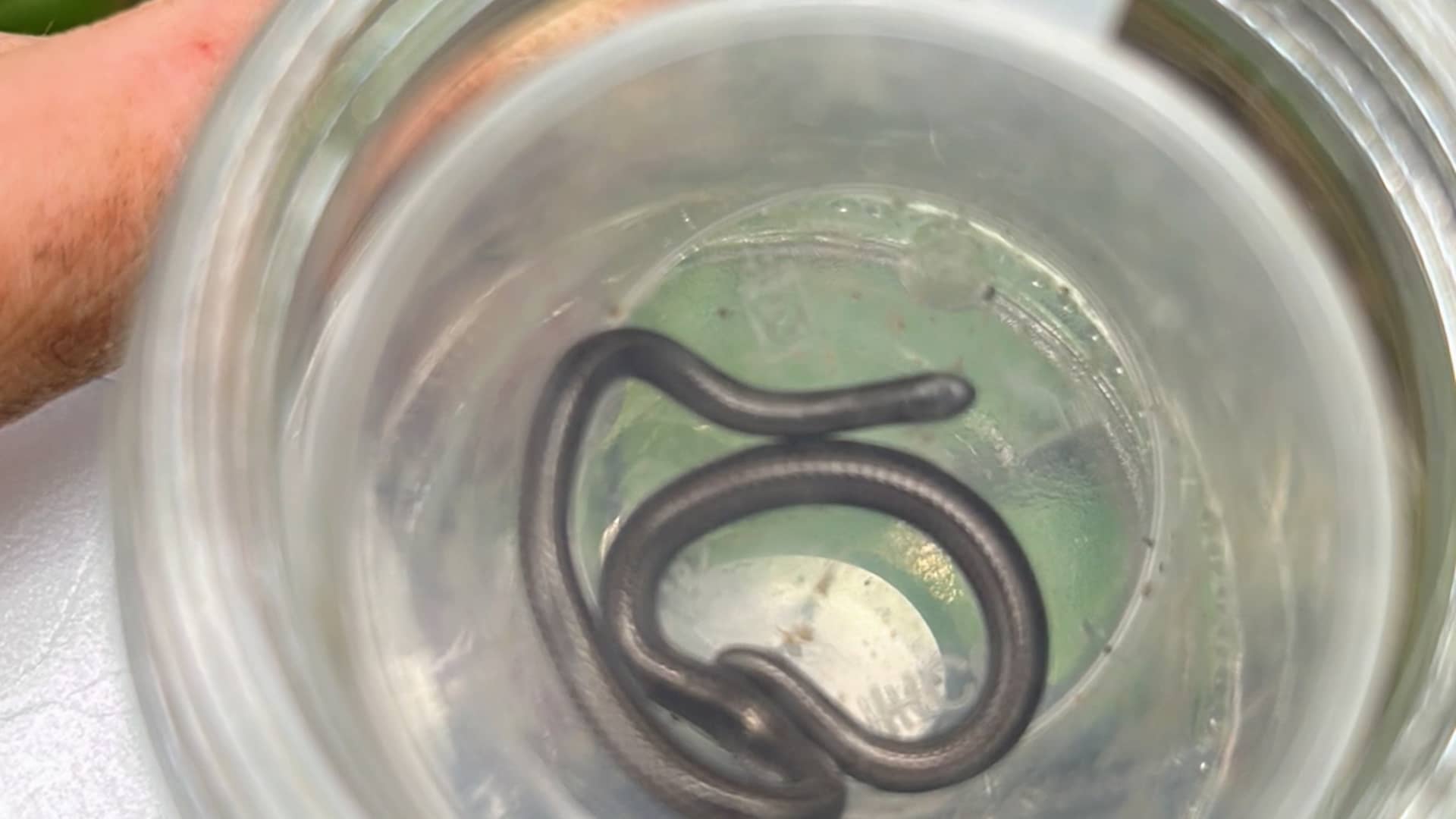 Barbados Threadsnake