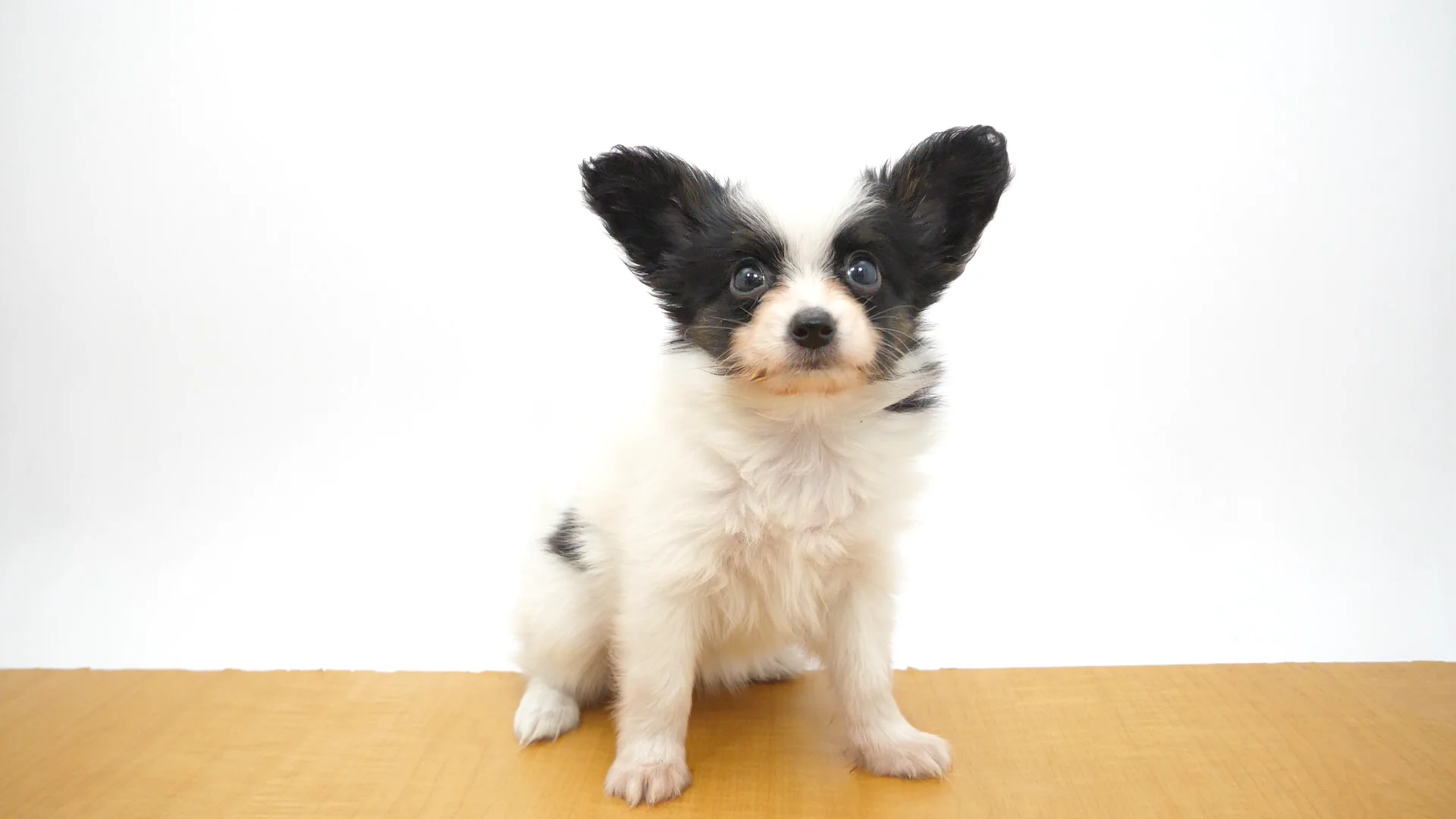 パピヨン トライ 女の子 ウエルケアセンター 2025111945505 ｜ペット