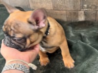 My personality & characteristics