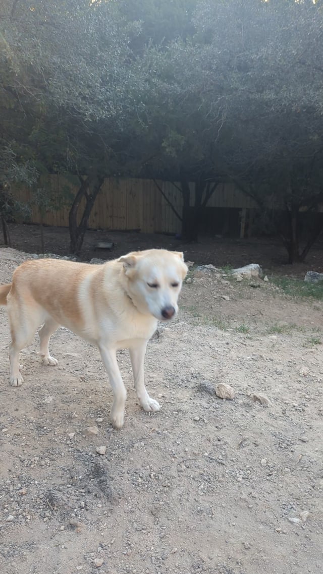 Enlarge Bella, a Adoptable mixed breed in Lago Vista, TX video 5/5