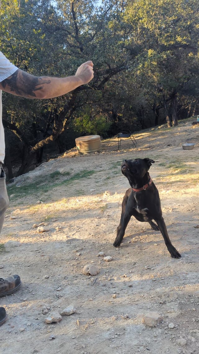 Enlarge Delilah, a Adoptable mixed breed in Lago Vista, TX video 6/6