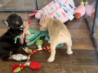 My personality & characteristics