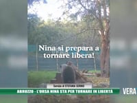 Abruzzo - L’orsa Nina sta per tornare in libertà