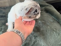 My personality & characteristics