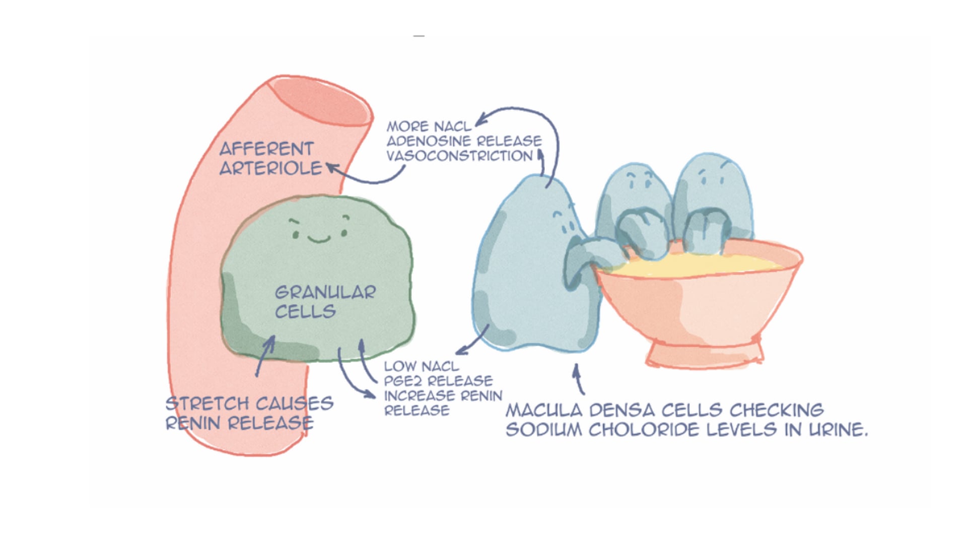ACE Inhibitors in Hypertension (PM 20)