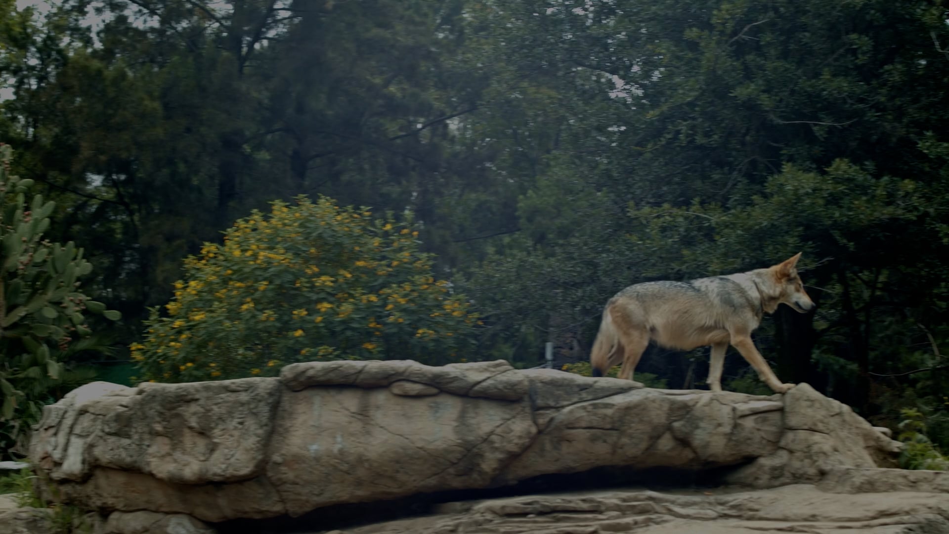 DEMO REEL LOBOS 2025