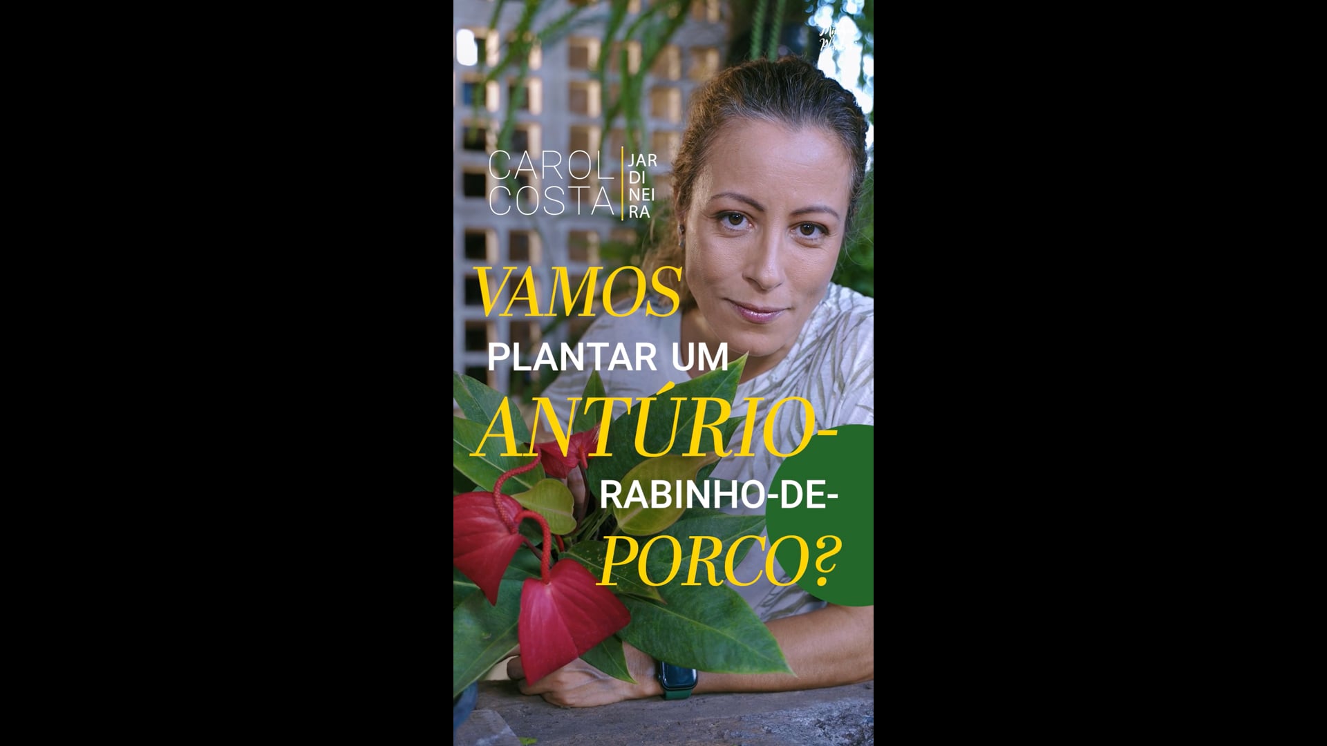 MINHAS PLANTAS | Plantar antúrio