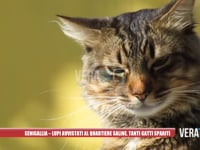 Senigallia - Lupi avvistati al quartiere Saline, tanti gatti spariti