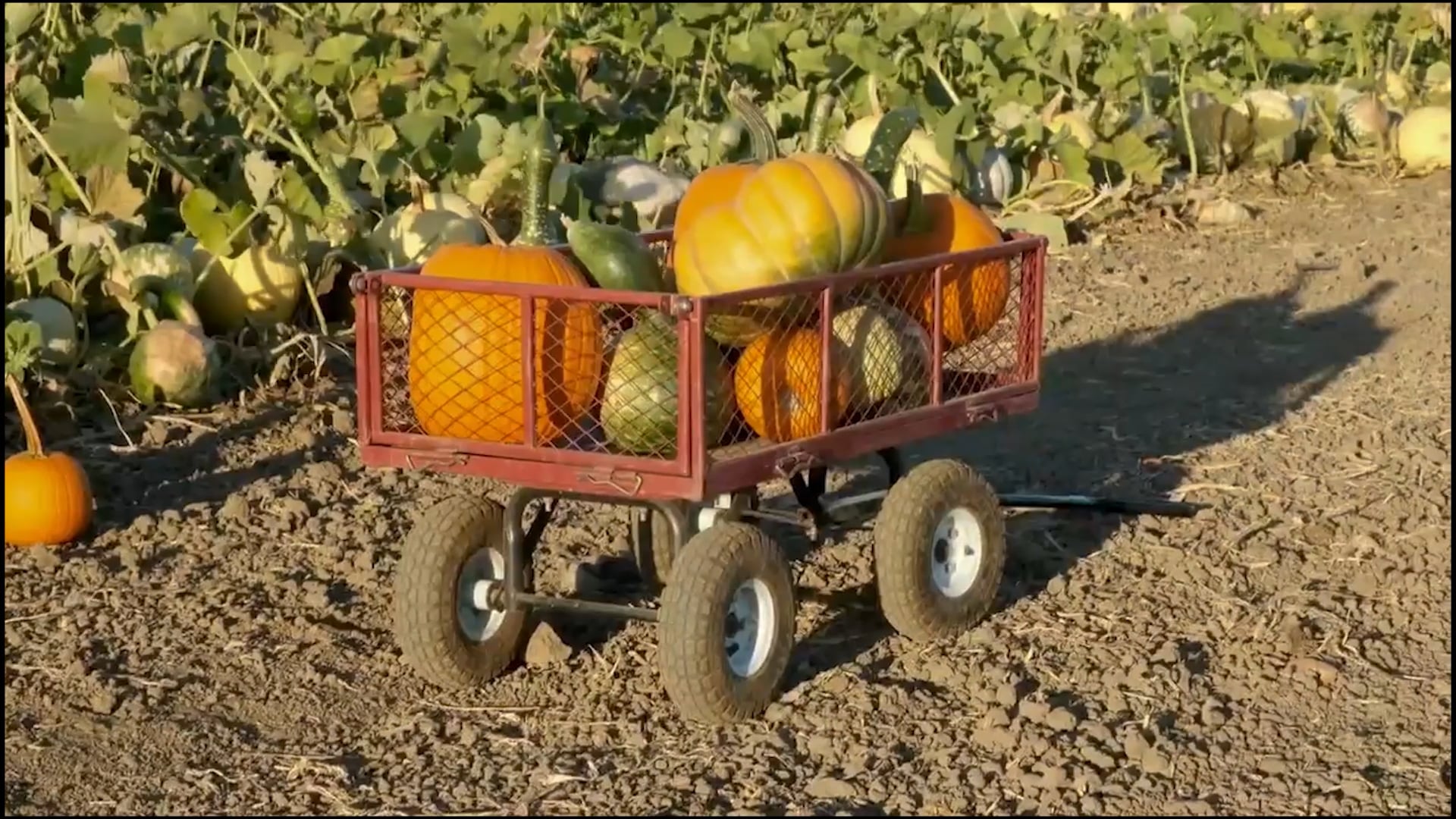 Sermon | November 23, 2025