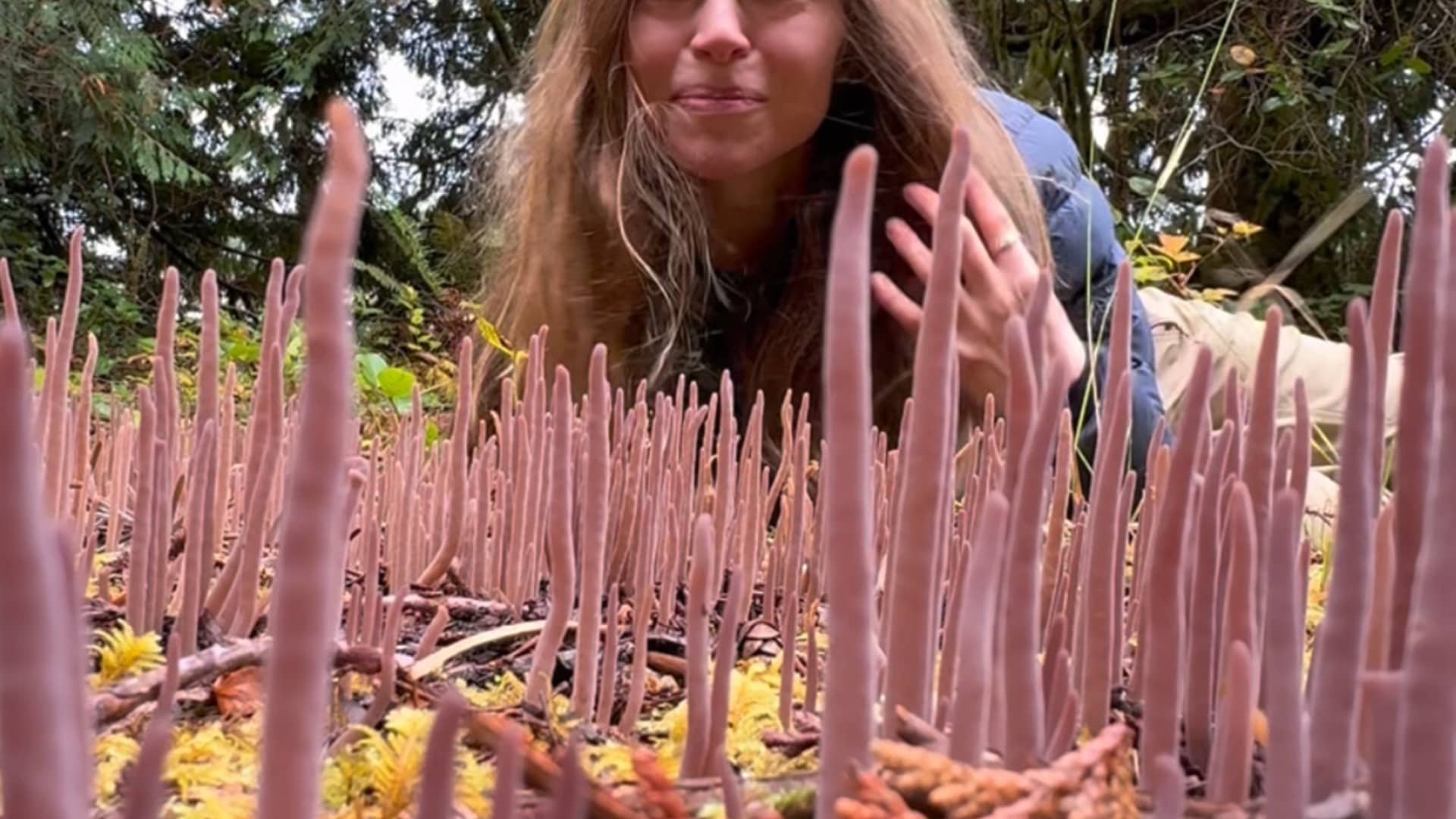Purple Fairy Club Fungus - The Nature Educator