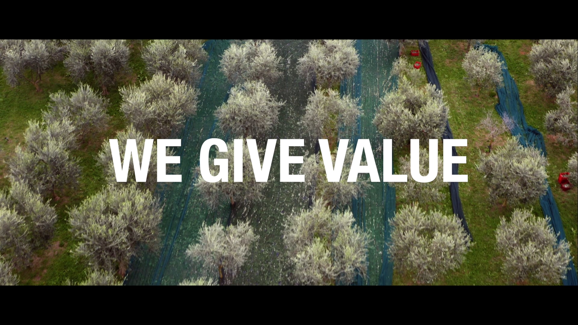 SACCARDO VIDEO OLIO non sub