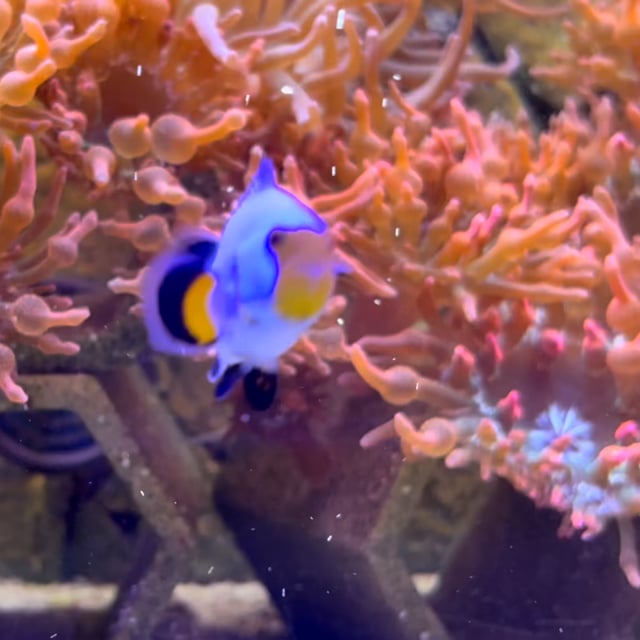 Platinum Clownfish video