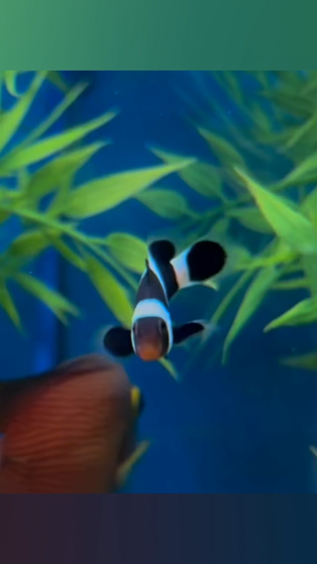 Black and White Clownfish video