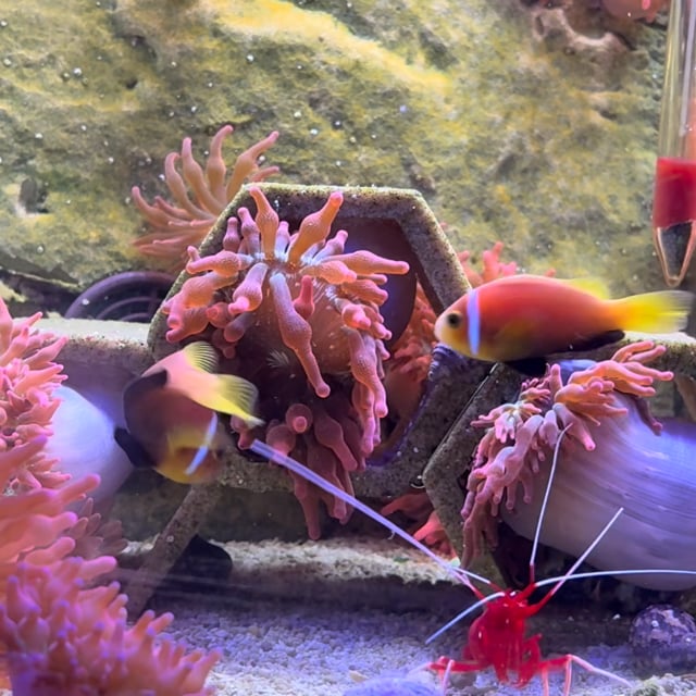 Black Foot Clownfish video