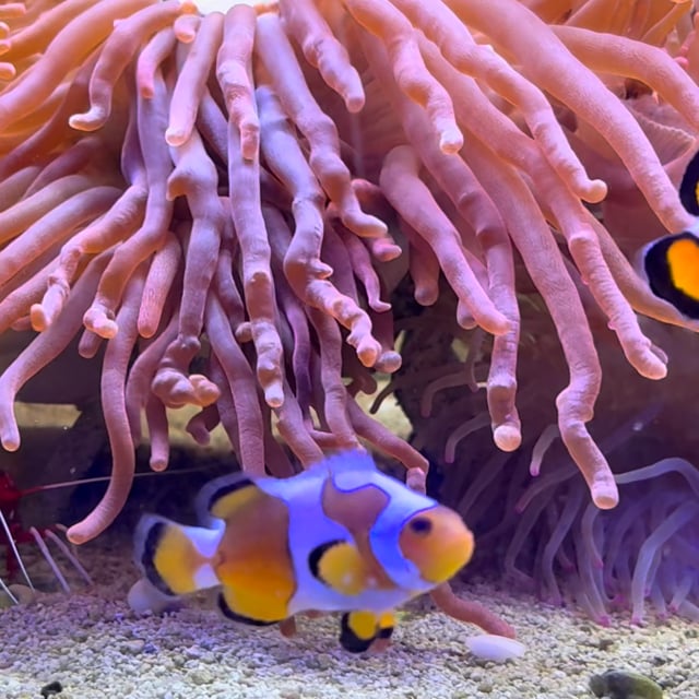 DaVinci Clownfish video
