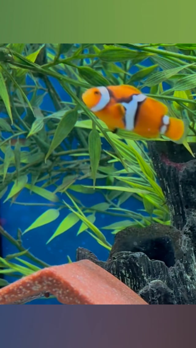 Coral Sea Percula Clownfish video