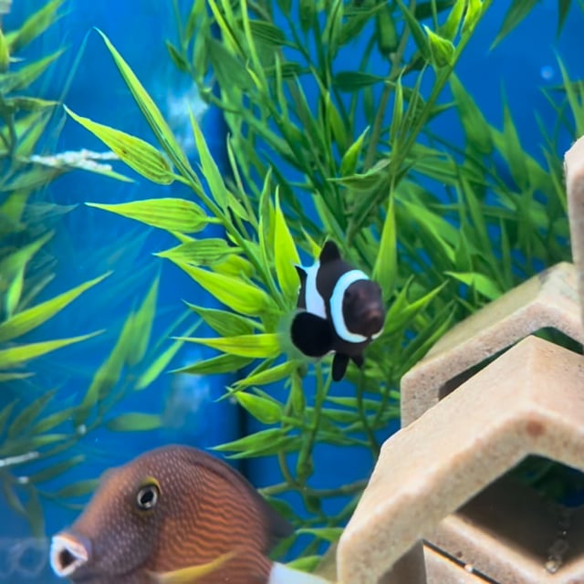 Darwin Clownfish video