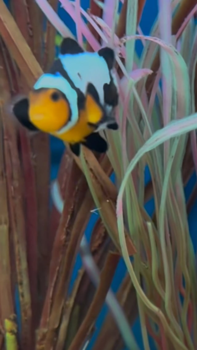 Black Ice Clownfish video