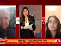 Prima Mattina News - Senigallia, faccia a faccia con i lupi