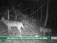 Pineto - Lupo investito sulla SS16, salvato dai vigili del fuoco