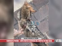 Camerata Picena - Lupa investita si rifugia nel cortile di una casa: salvata e operata