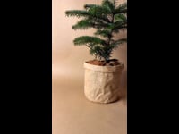 Abeto Navidad Nordmann