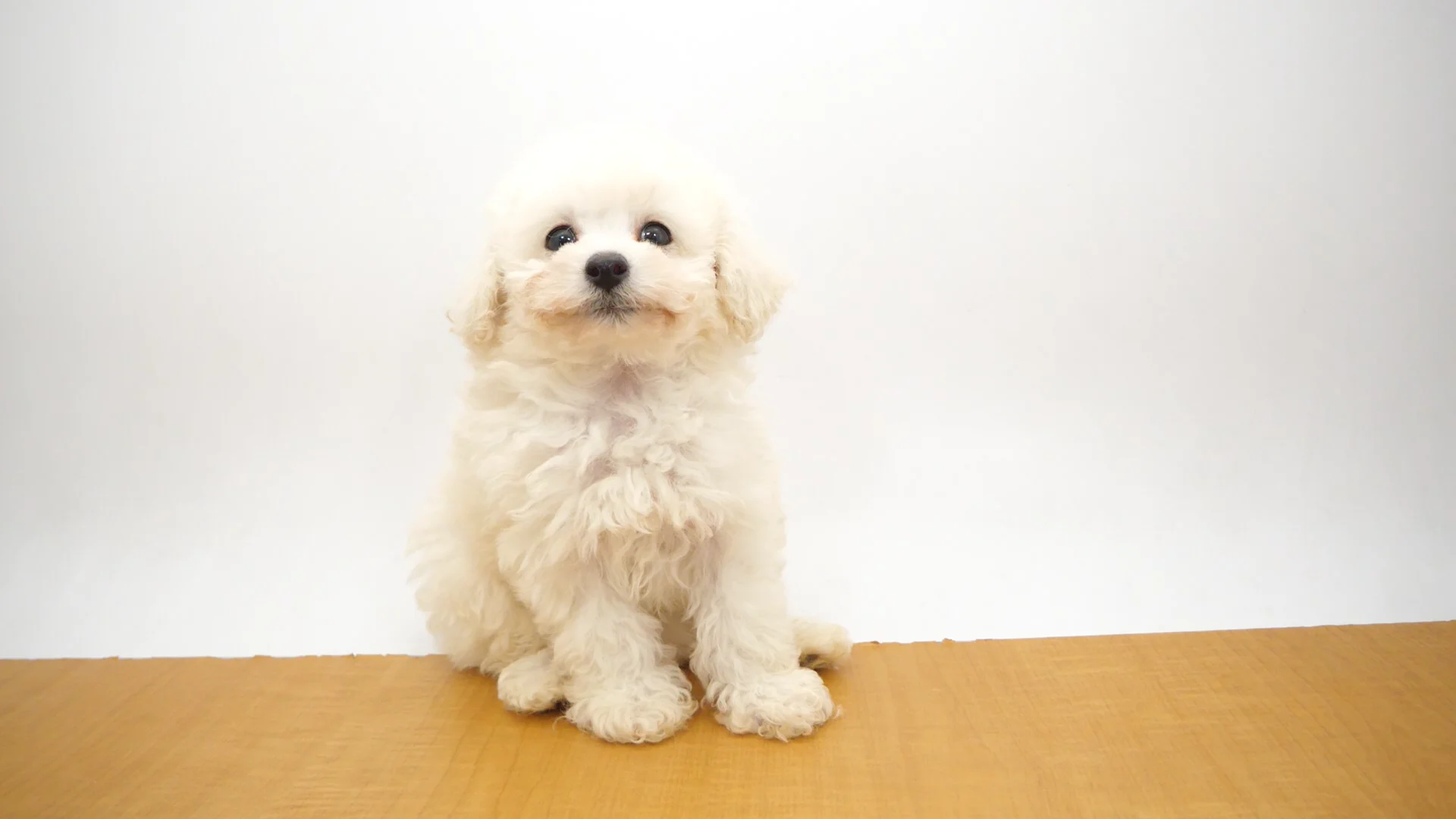 トイ・プードル ホワイト 男の子 アリオ橋本店 2025112620708 ｜ペット