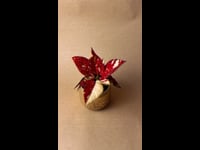 poinsettia-variegada-navidad