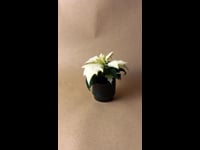 poinsettia blanca mini
