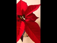 poinsettia roja