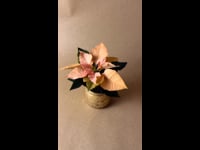 poinsettia rosa ambar