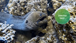 Related Embedded Video Item Thumbnail