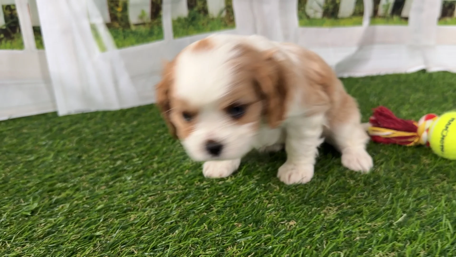 Galen - Cavalier King Charles Spaniel C09829