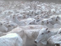 Lotes<br> 12P / 13P / 14P