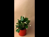 Cactus Navidad Blanco