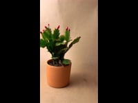 Cactus Navidad Rosa