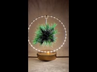 Tillandsia en Círculo de Luz Dorado