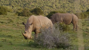 Related Embedded Video Item Thumbnail