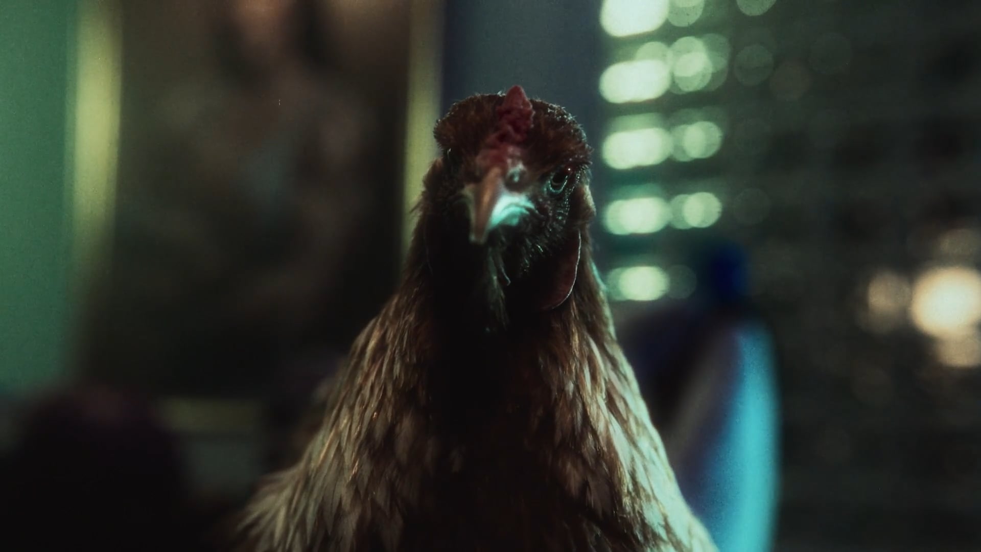 Canva ::: POV Galinhas