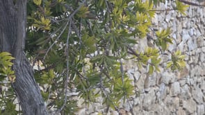 L'Ajuntament ha replantat més de 40 arbres aquest any
