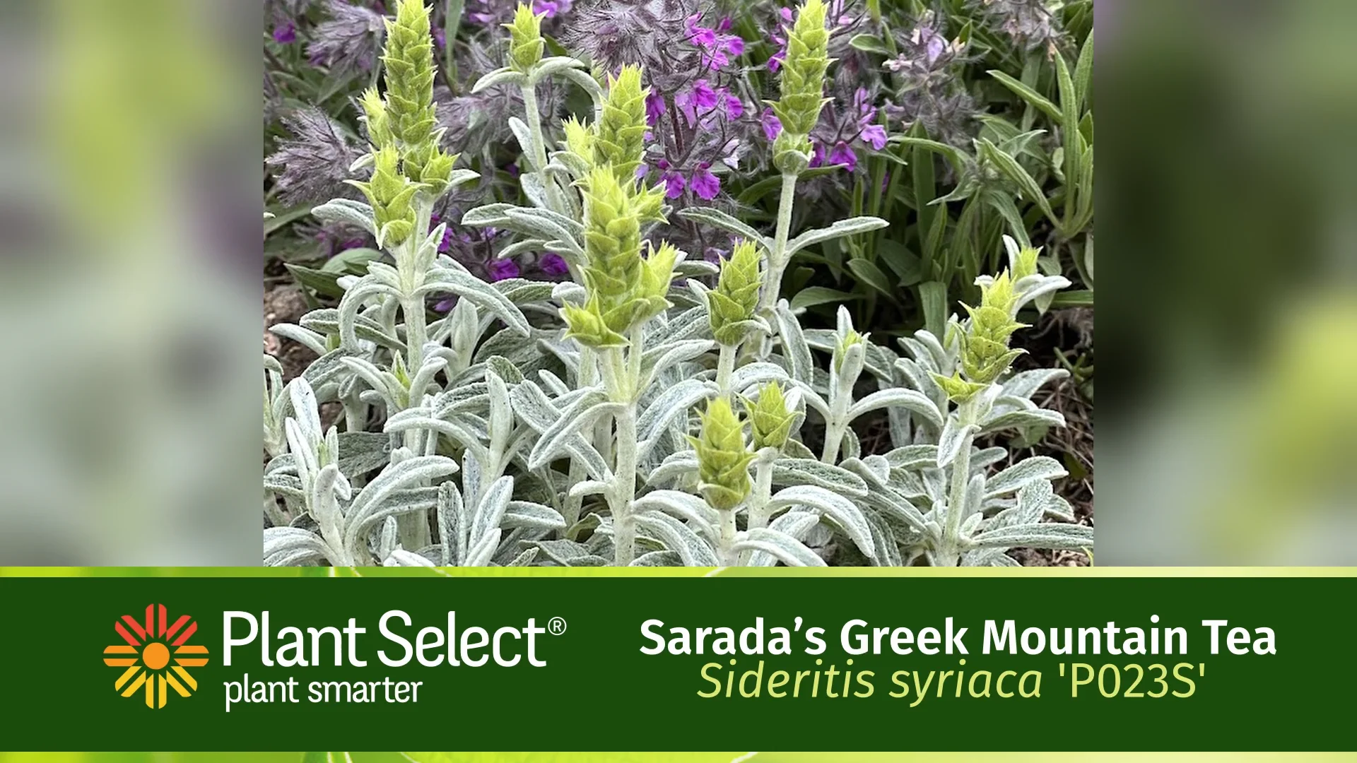 SARADA'S Greek mountain tea | Sideritis syriaca P023S'