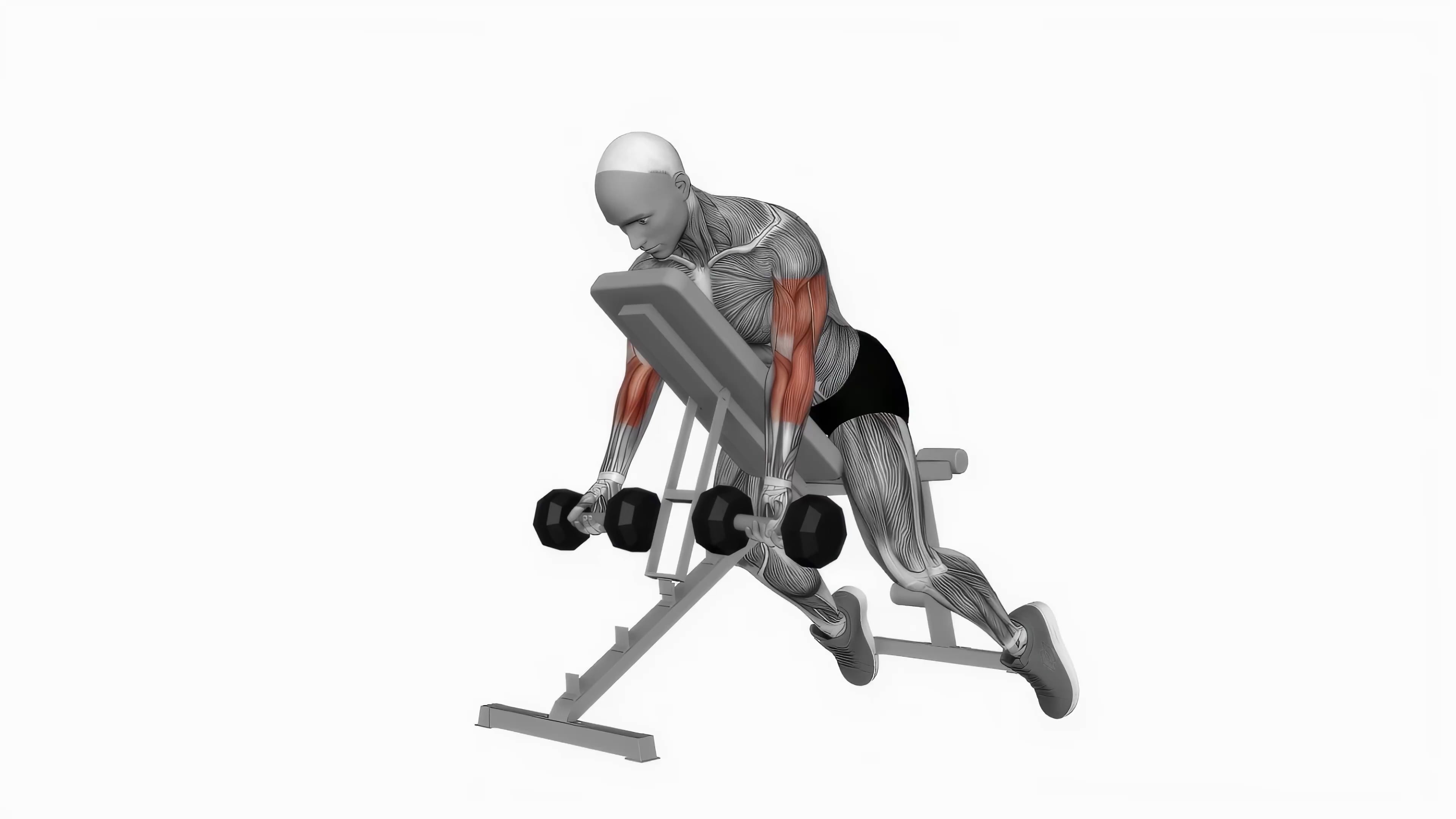 Dumbbell Prone Incline Curl