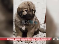 Montegranaro - Cane ucciso da un colpo di fucile