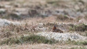 Related Embedded Video Item Thumbnail